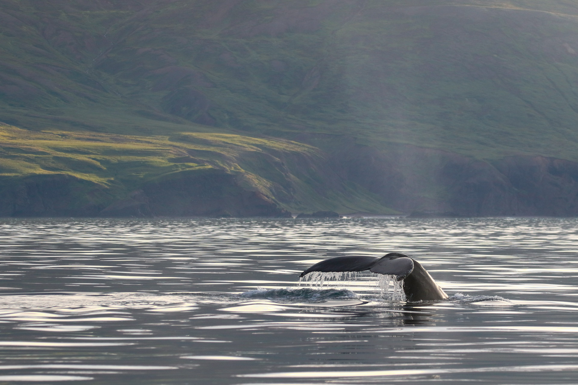 September Whale Watching: See wild humpback whales in Skjálfandi Bay