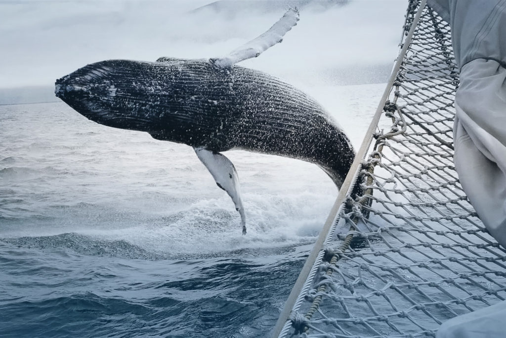 Actual footage of a breaching humpback whale next to schooner Hildur