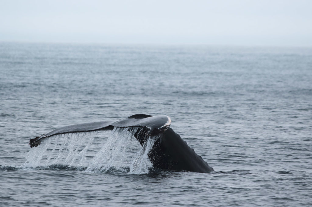 First whale fluke of the season © Charla Jean Basran
