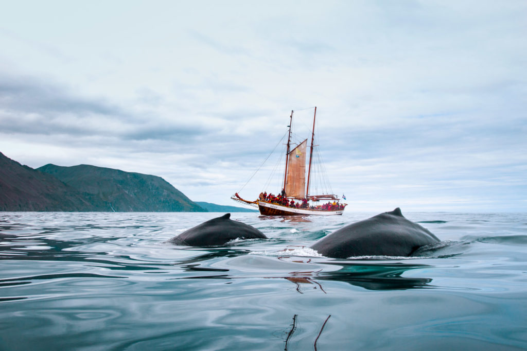 Schooner Haukur and Humpbacks in Skjálfandi Bay