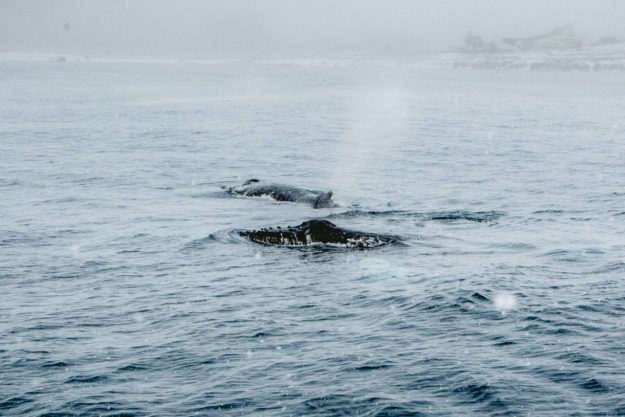 Two humpback whales in February