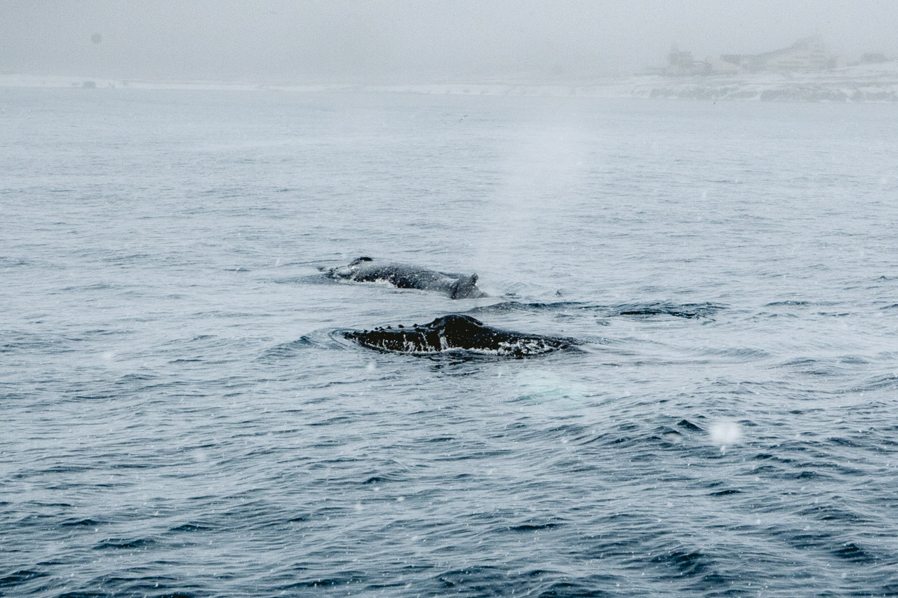 Two humpback whales in February Two humpback whales in February