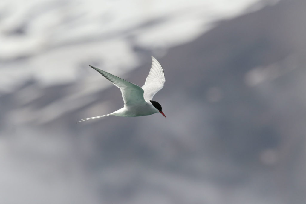 Arctic Tern in Flatey © Christian Schmidt