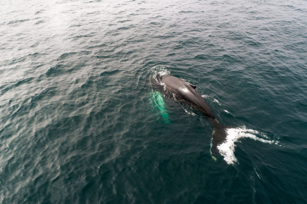 Humpback whale © Nick Bondarev