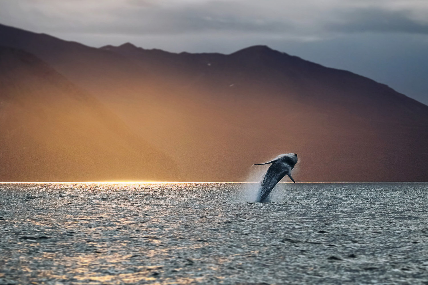 Breaching humpback whale photographed by © Christian Schmidt