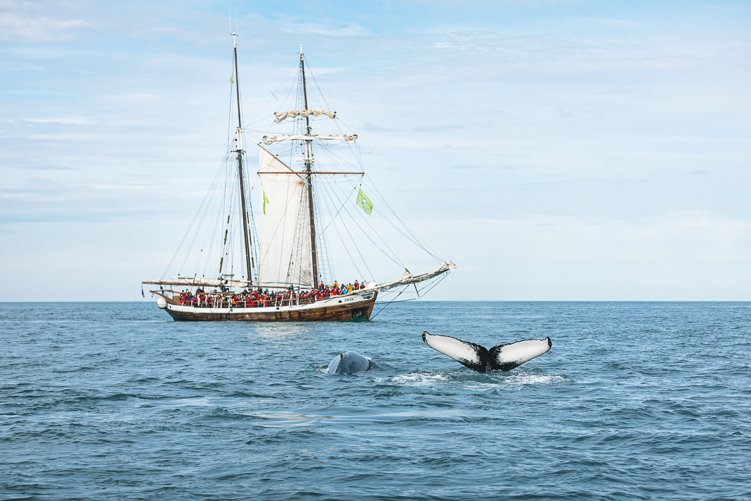 Humpback whales and sailboat Opal