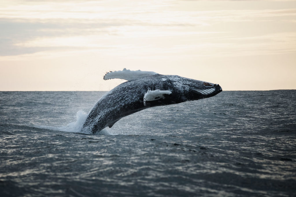 Breaching humpback whale near Húsavík