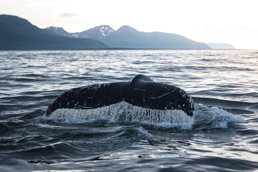 Humpback whale diving in Skjálfandi bay