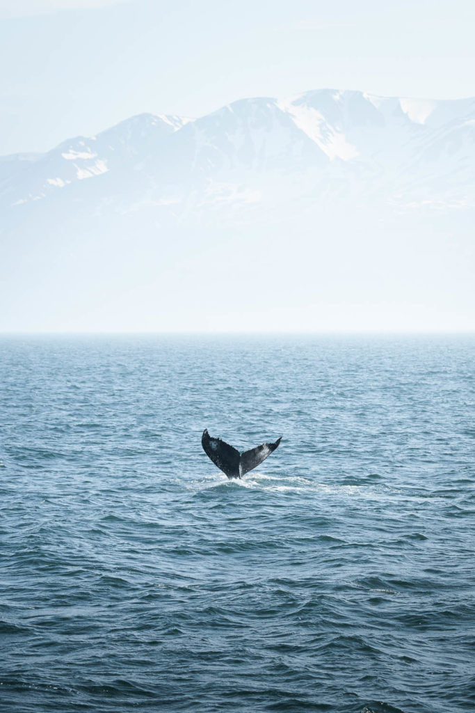 Humpback whale and Kinnarfjöll mountains