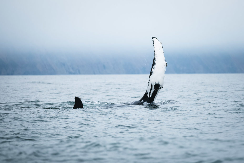 Humpback whale pectoral fin slapping