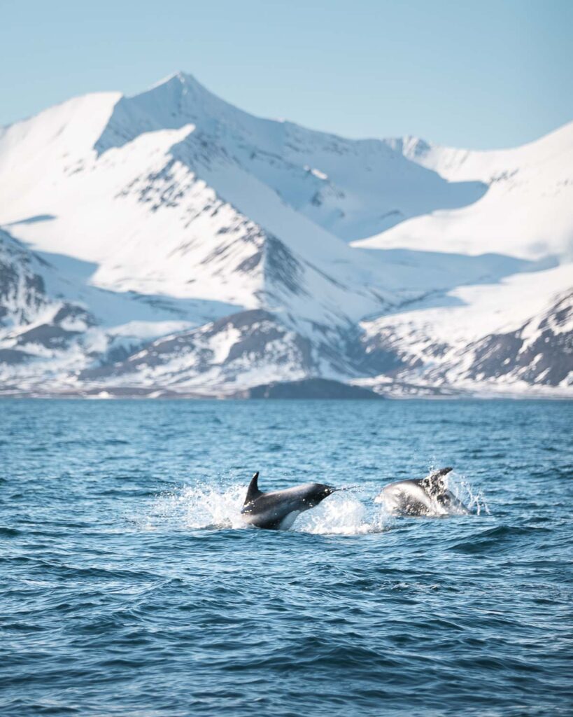 Playful White-beaked dolphins close to the Kinnarfjöll mountains