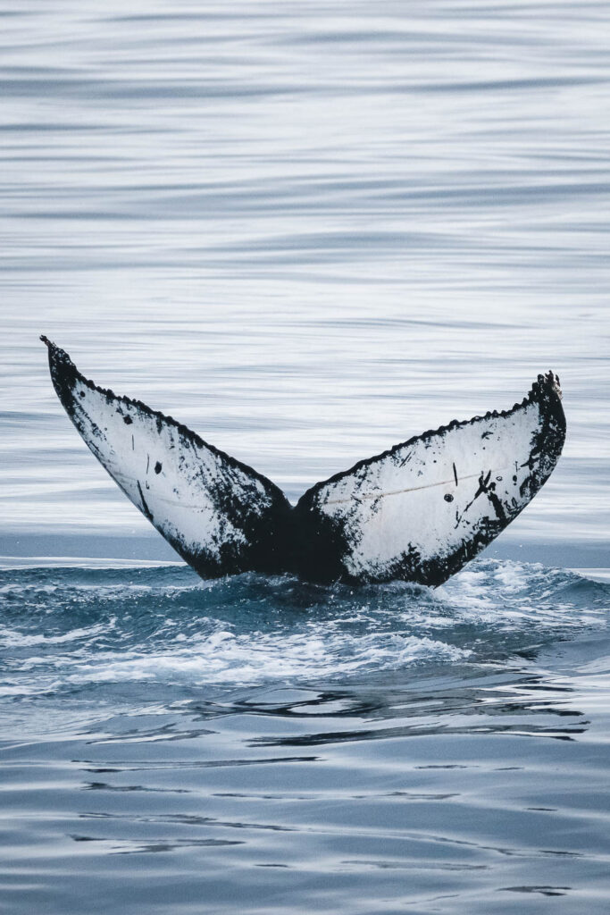 First humpback whale of the 2022 season