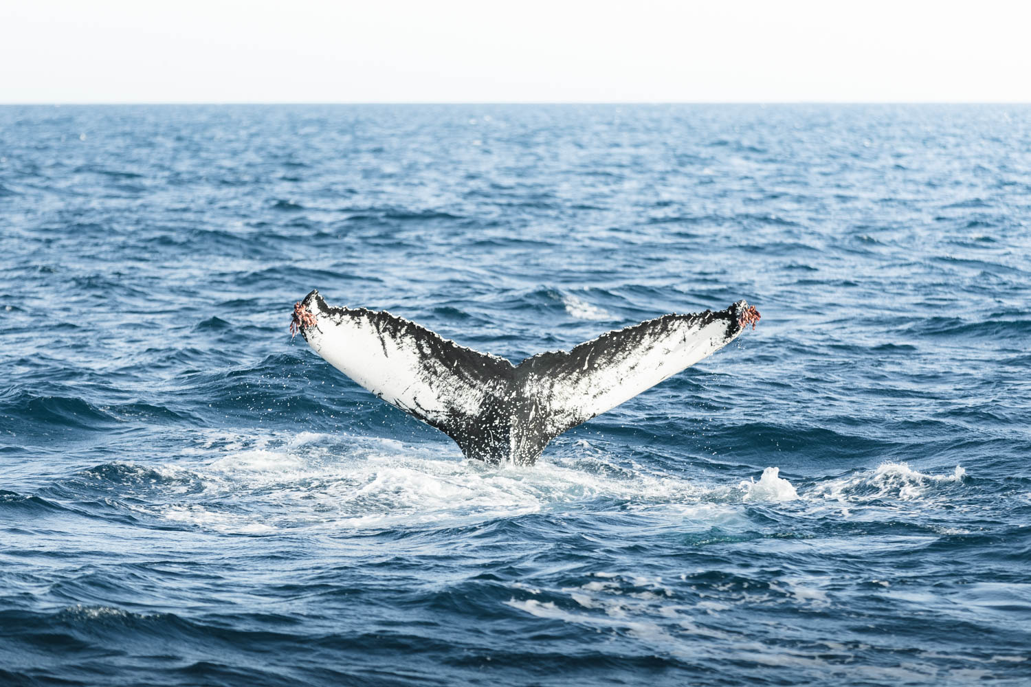 Humpback whale close to Húsavík in March Humpback whale close to Húsavík in March