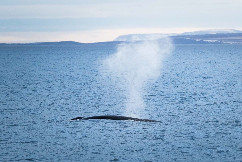 Huge Fin whale spouting © Christian Schmidt