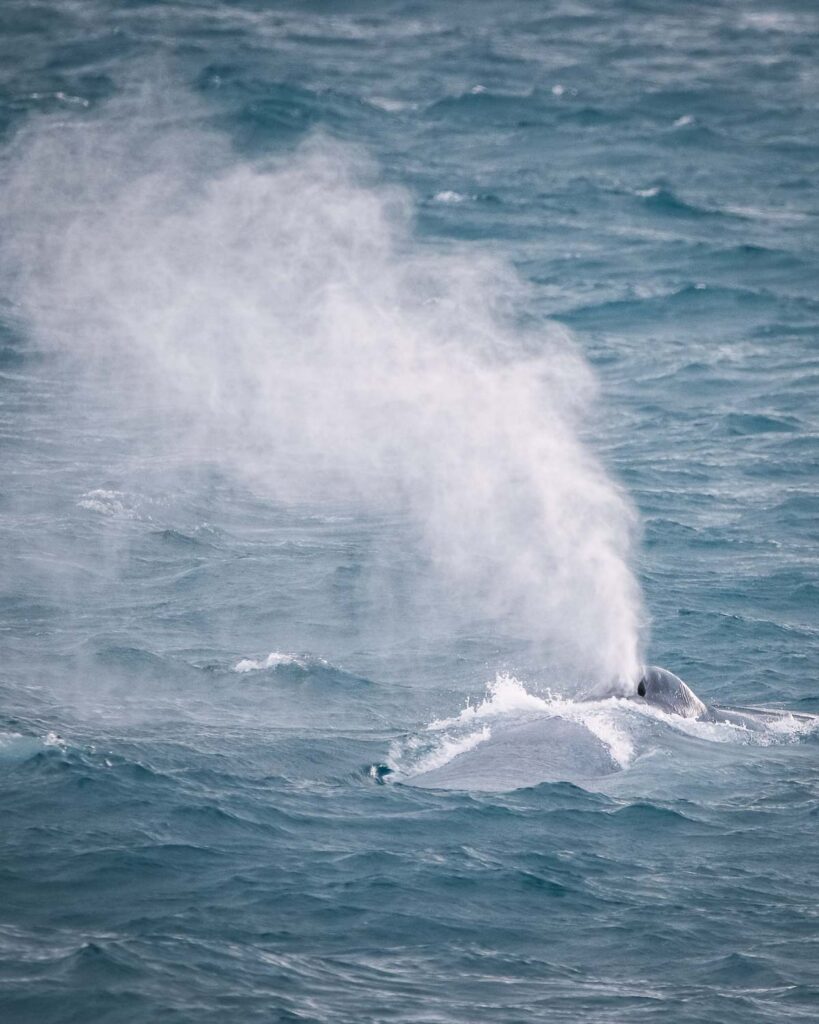 Blue whale spouting