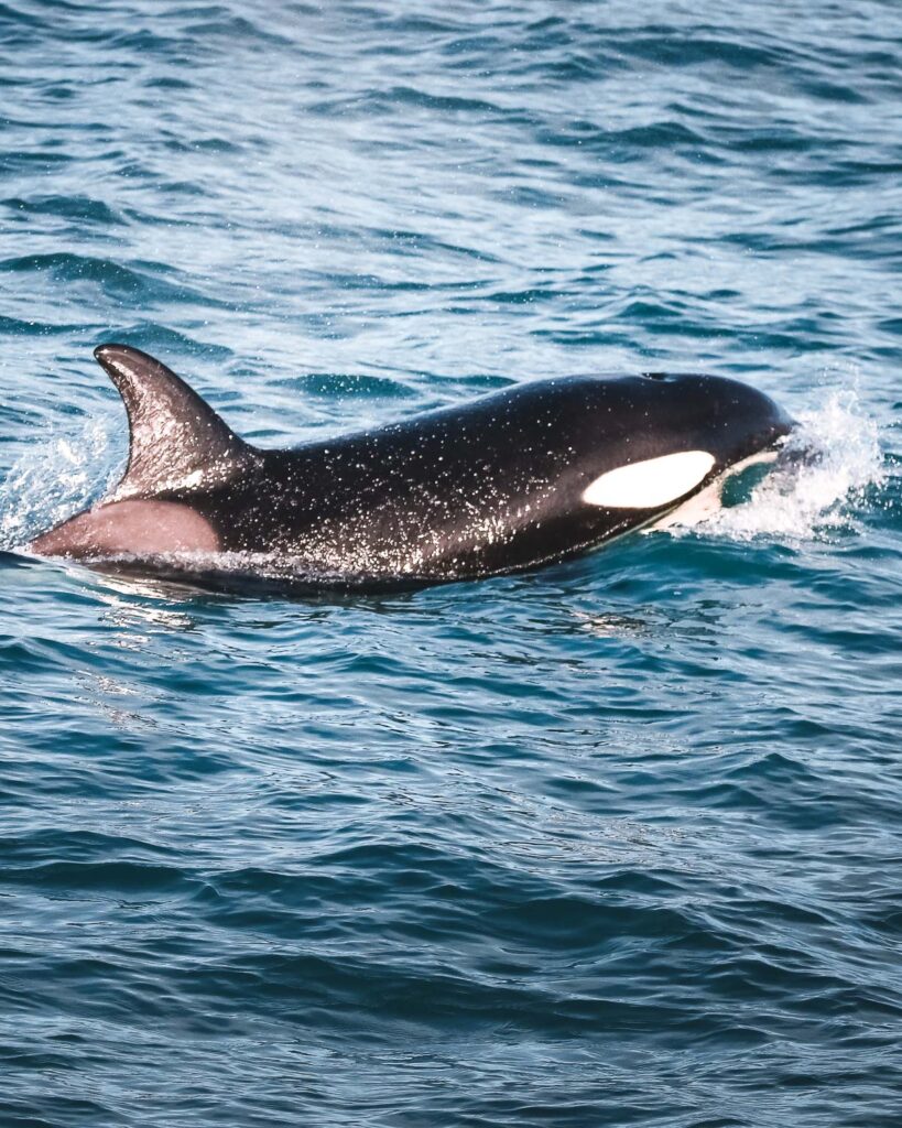 Killer whale in Skjálfandi Bay