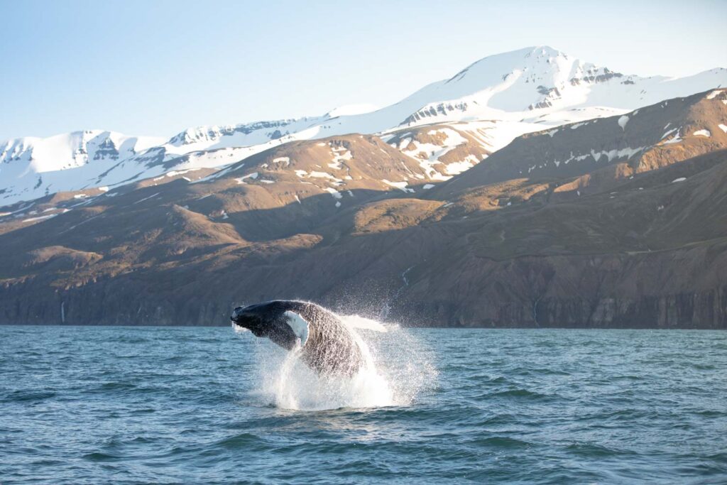 Breaching humpback whale.