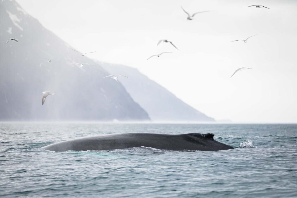 Feeding humpback whale surrounded by arctic terns.