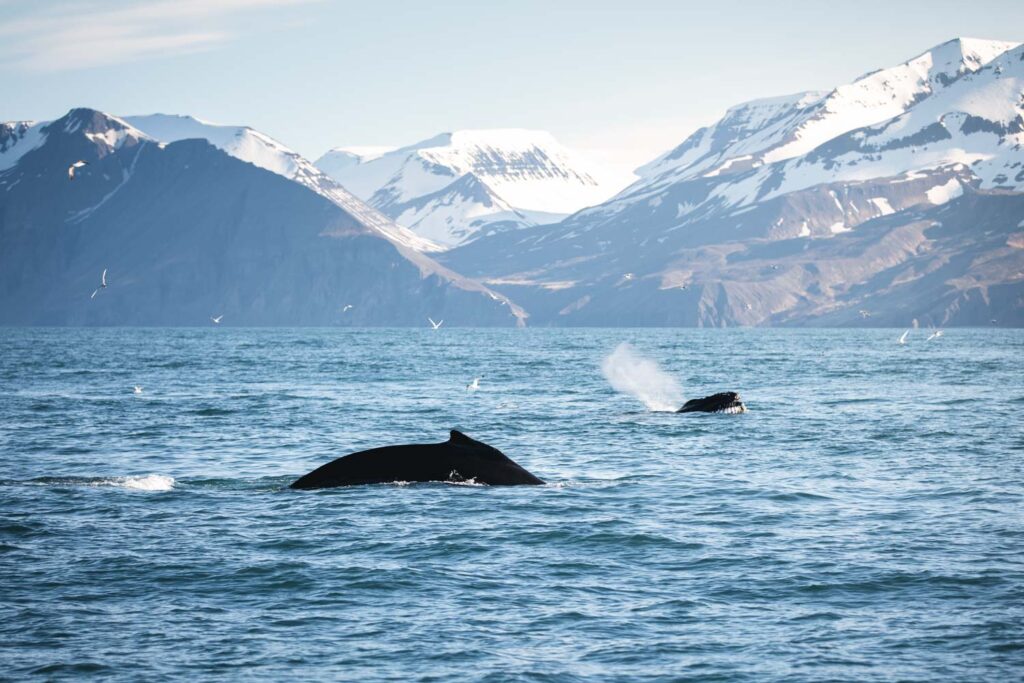 Feeding humpback whales.