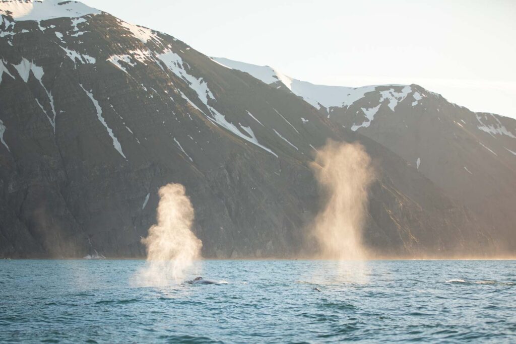 Humpback whales spouting.