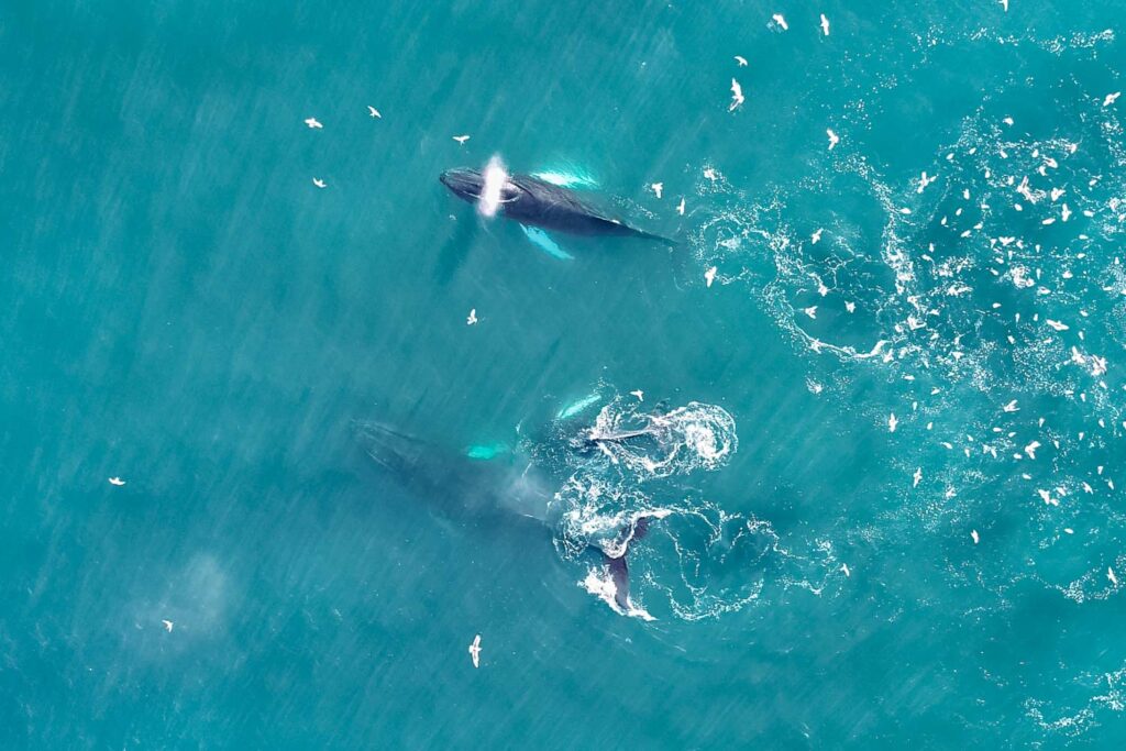 Humpback whale festival in Húsavík