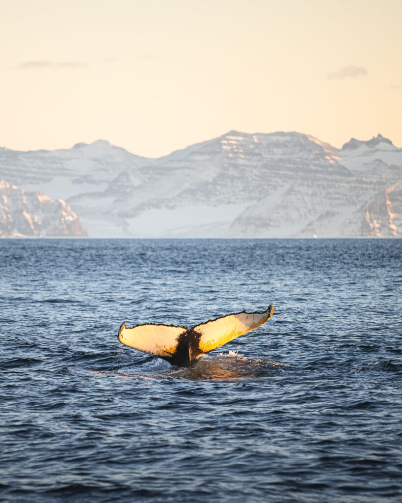 First humpback whale in Scoresby Sound