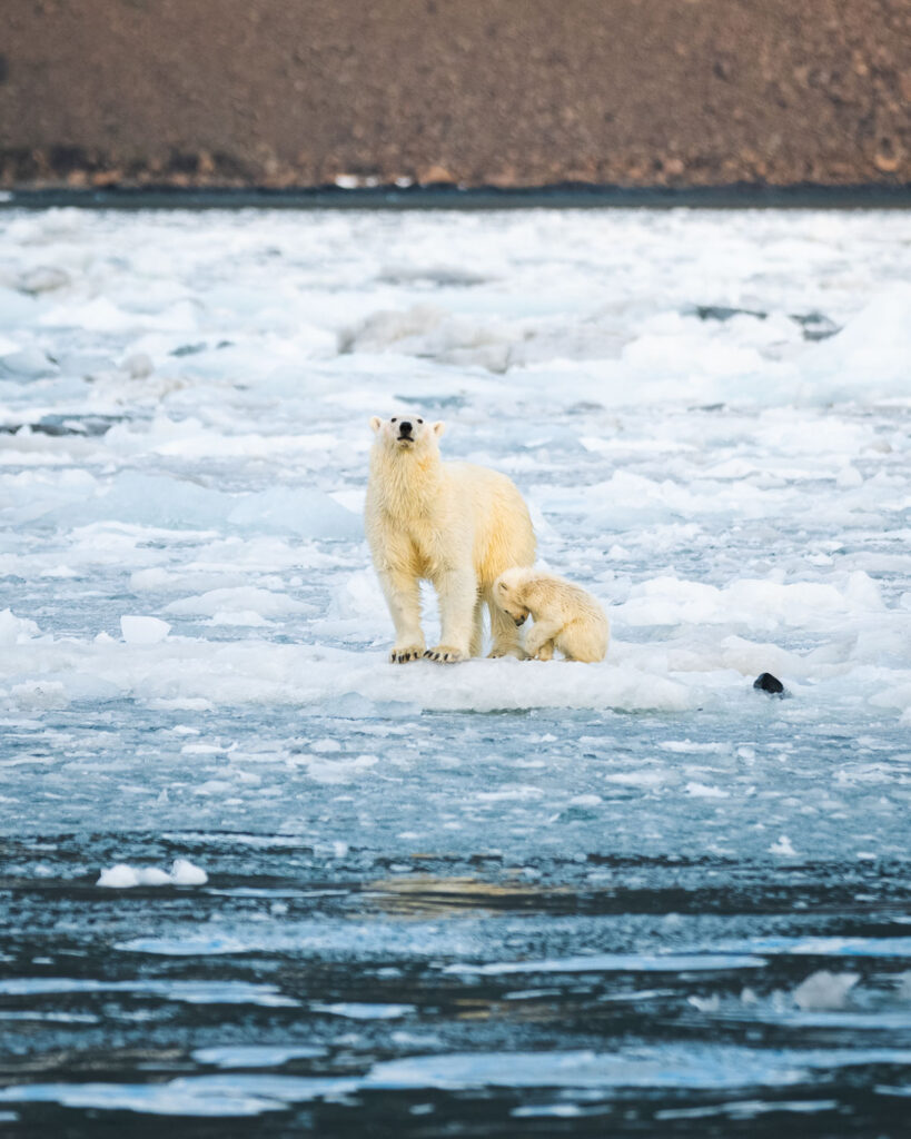 Polar bear mum with cub