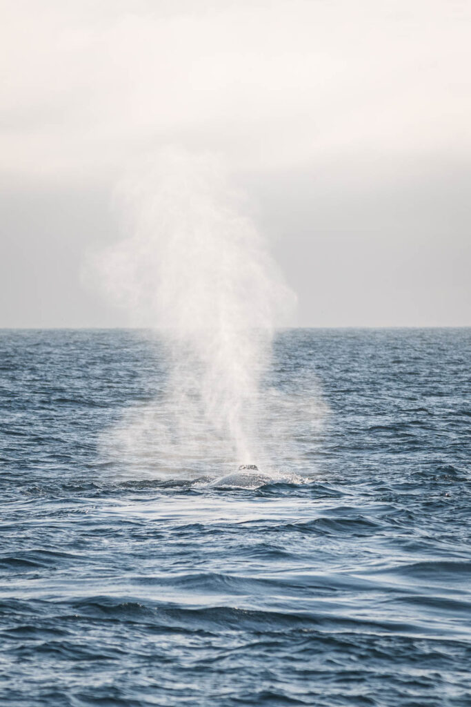 Blue whale close to Húsavík