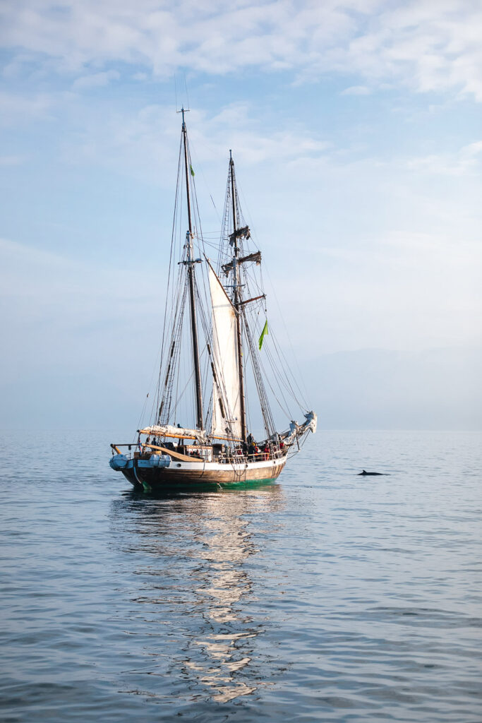 Curious minke next to sailboat Opal