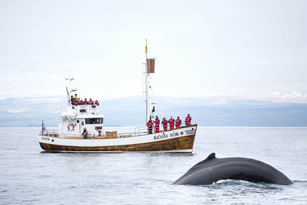 Whale watching Húsavík onboard Bjössi Sör