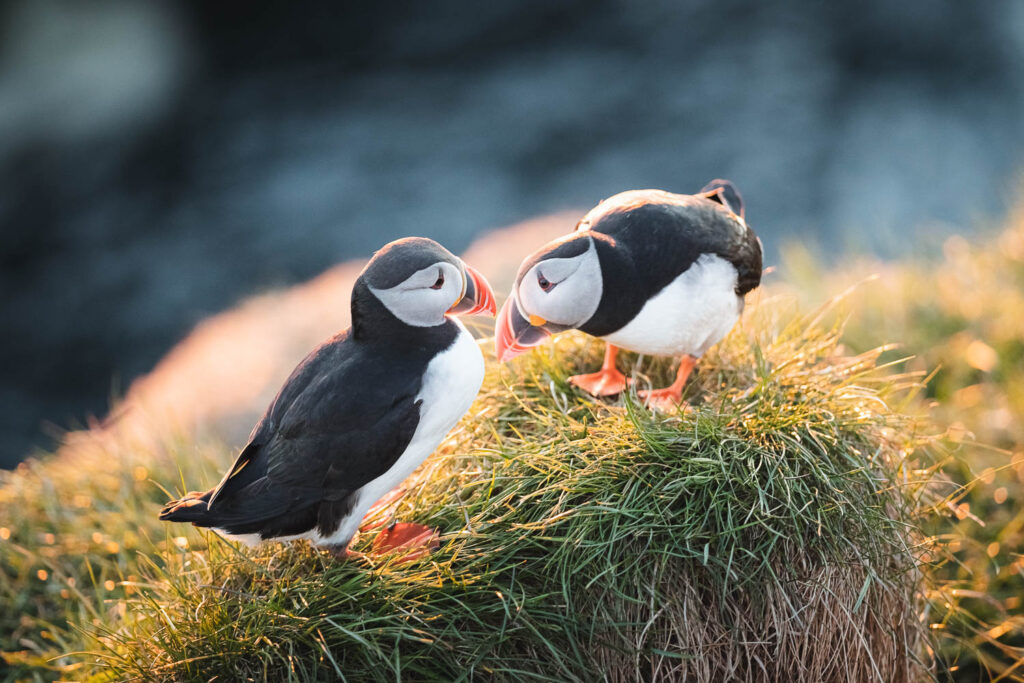 Puffins in North Iceland