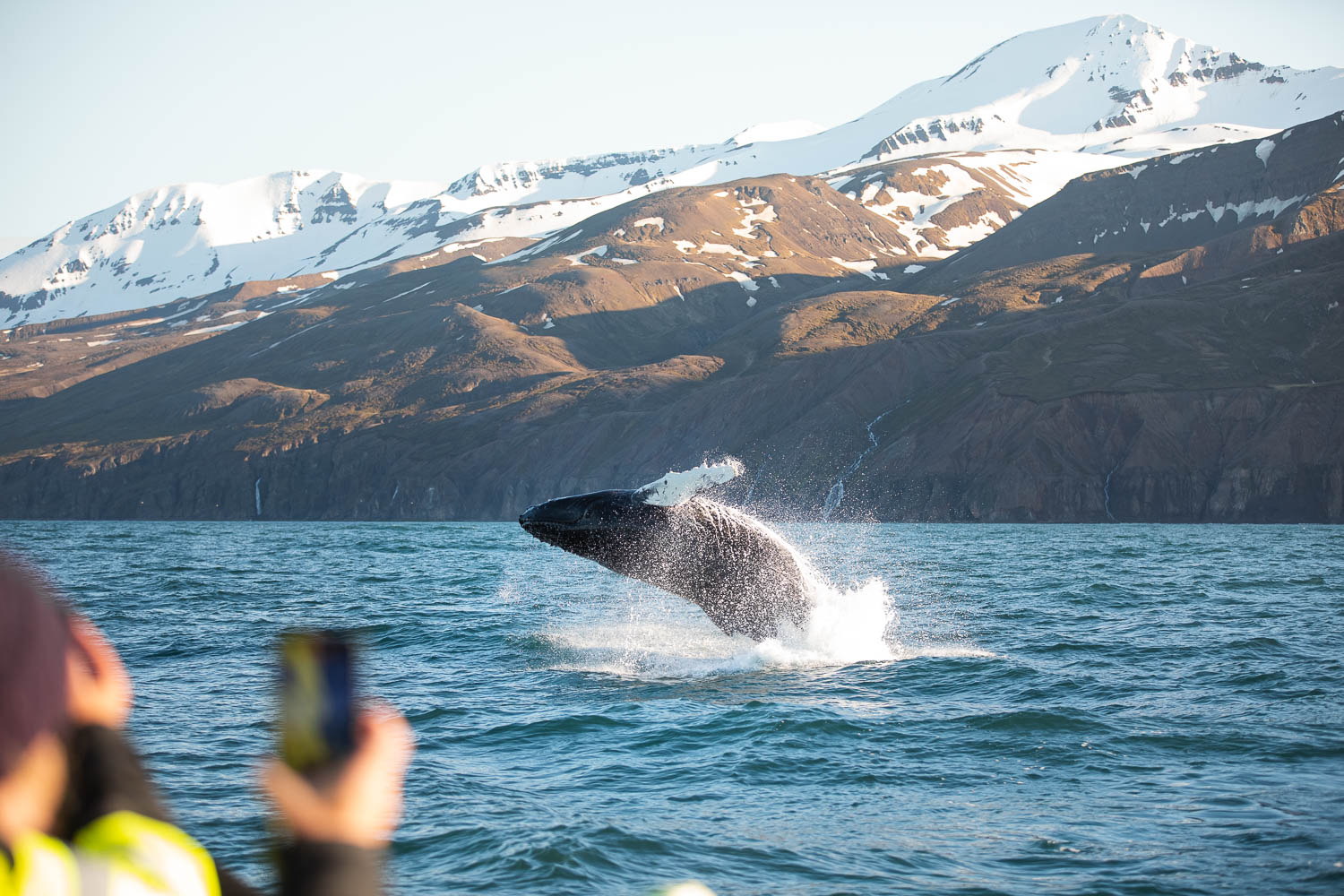 Breaching humpback whale