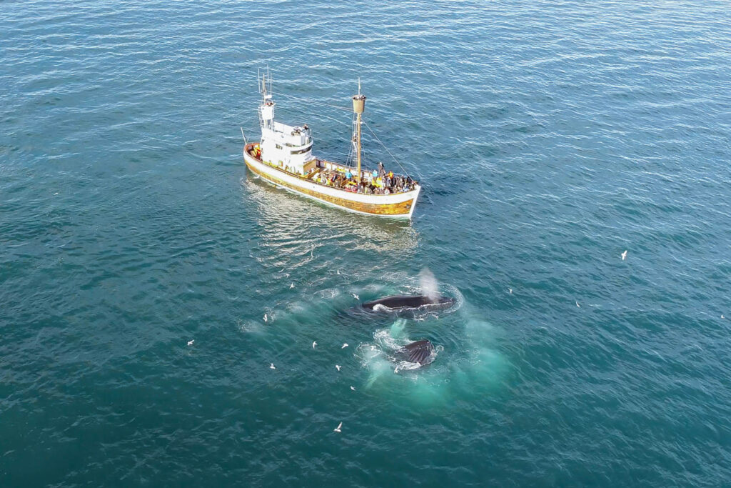 Bubble-net feeding humpback whales