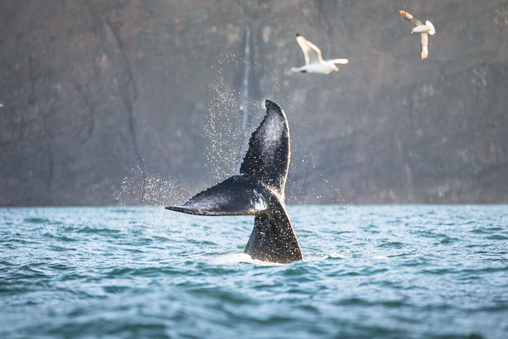 Playful humpback whale