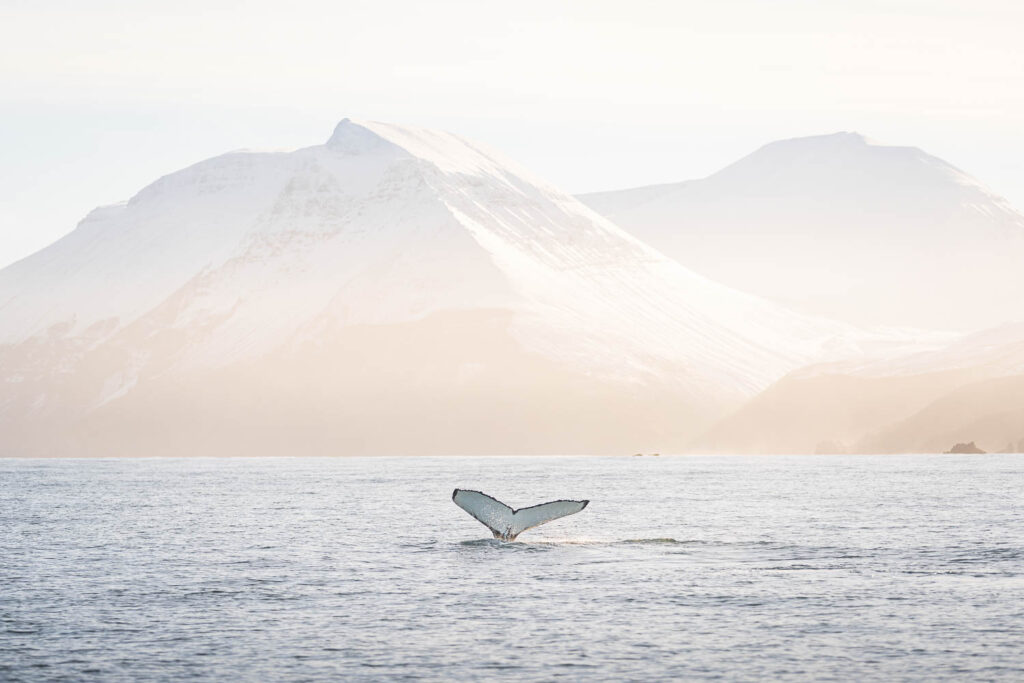 Winter whale watching Húsavík