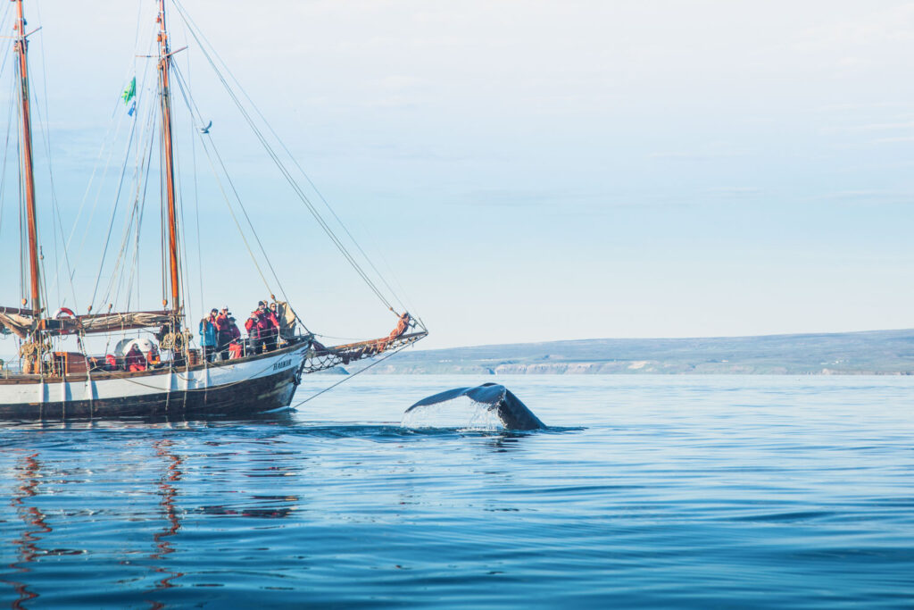 Humpback whale next to schooner Haukur