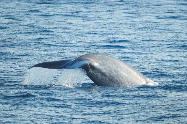 Blue whale fluking © Christian Schmidt Blue whale fluking © Christian Schmidt
