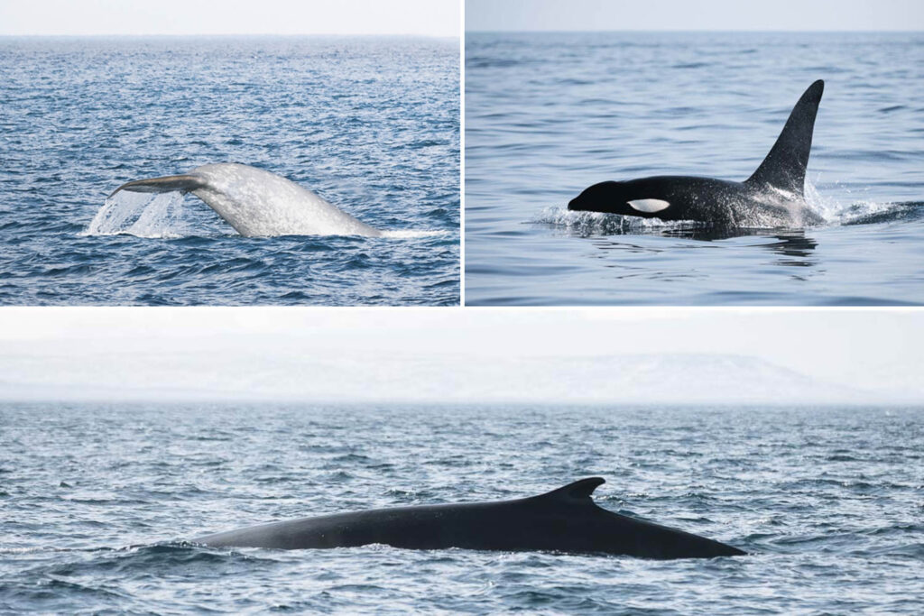 Blue whale, Orca and Fin-whale close to Húsavík
