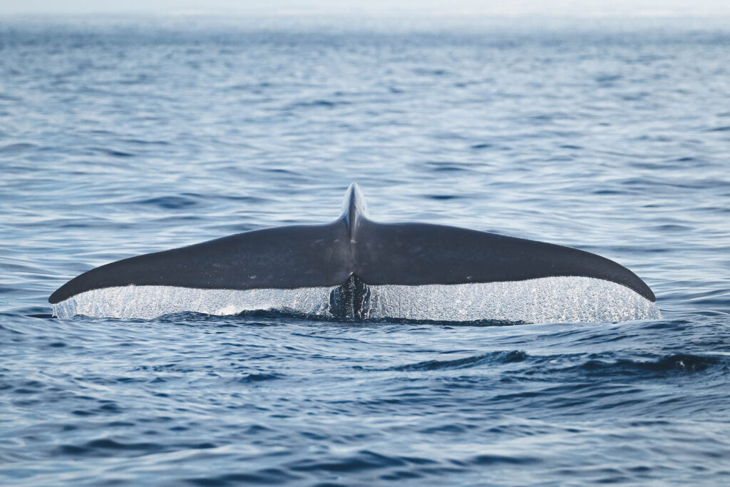 Blue whale fluking © Christian Schmidt