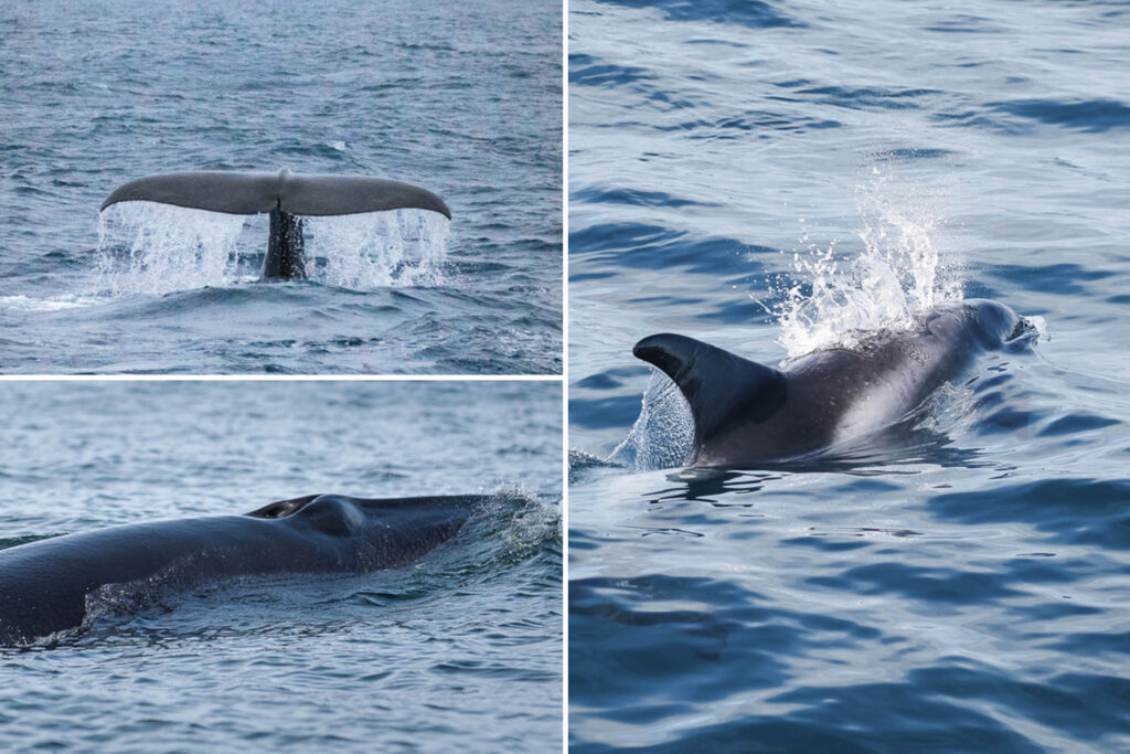 Sperm whale, Minke whale and White-beaked dolphin roaming in Skjálfandi Bay