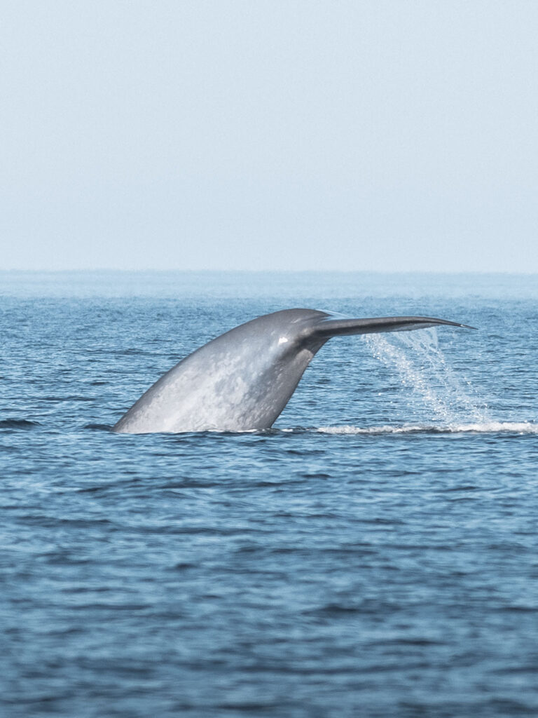 Blue whale diving © Ales Mucha