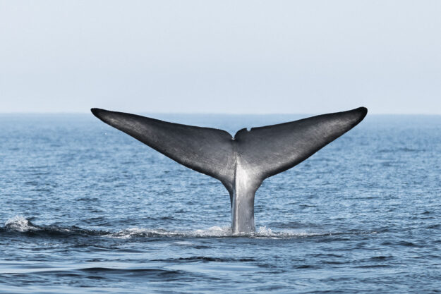 Blue whale tail © Ales Mucha Blue whale tail © Ales Mucha