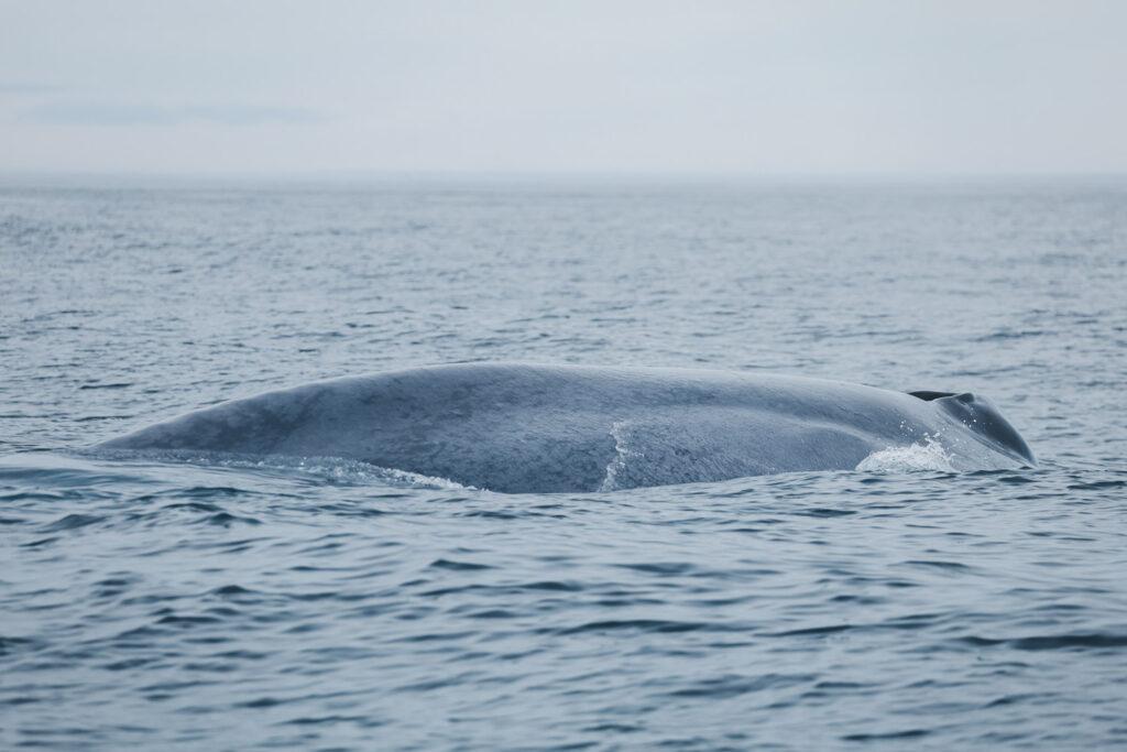 Blue whale surfacing © Christian Schmidt