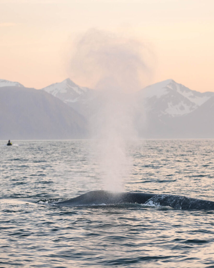 Blue whale spouts