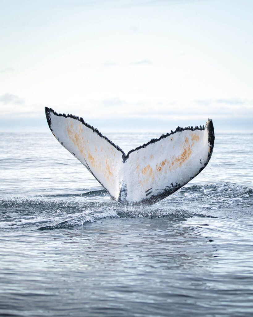 Humpback whale diving in Skjálfandi Bay