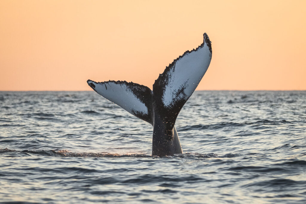 Humpback whale diving under the midnight sun