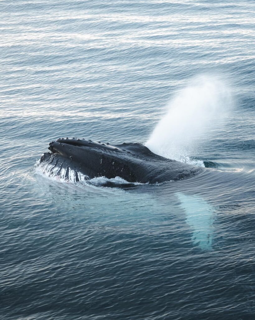 Humpback whale surfacing © Christian Schmidt