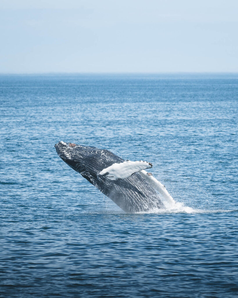 Breaching humpback whale close to Árskógssandur