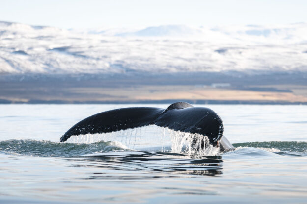 Humpack whale diving close to Húsavík Humpack whale diving close to Húsavík © Ales Mucha