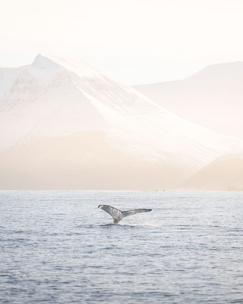 Humpback diving © Ales Mucha